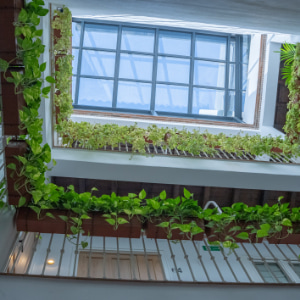 Upward view of the skylight decorated with plants on the balconies